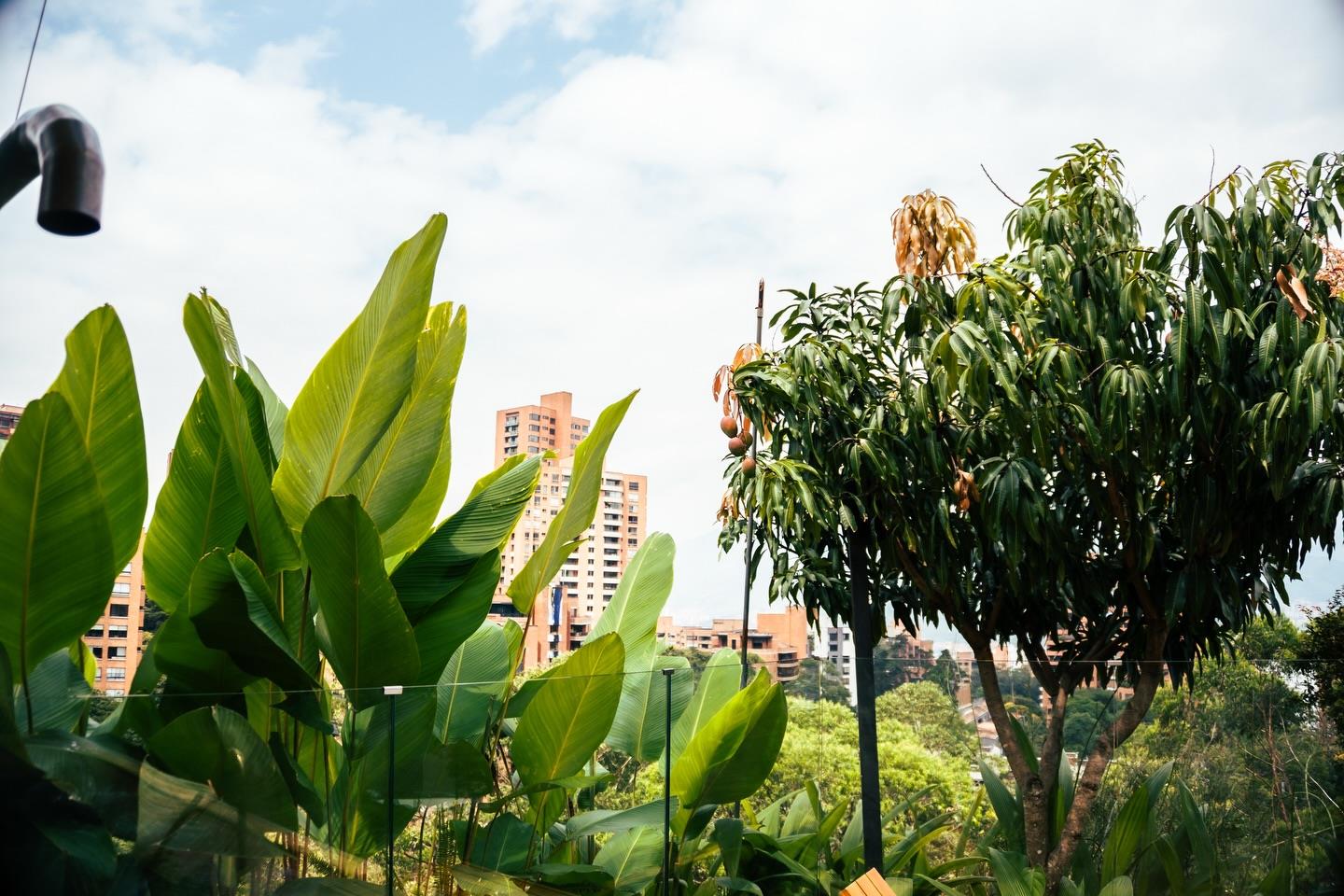 Plantas tropicales frente a la ciudad